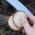 Hand holding wood slices cut with 235mm folding pruning saw. Ideal for precise garden trimming and branch cutting.