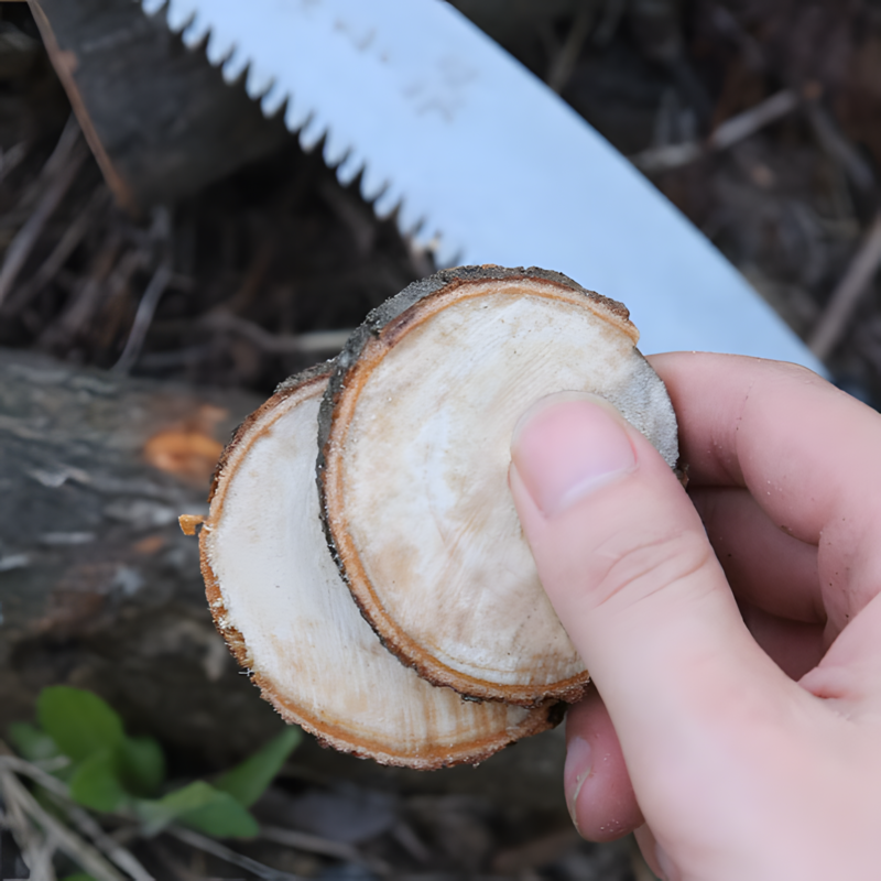 Hand holding wood slices cut with 235mm folding pruning saw. Ideal for precise garden trimming and branch cutting.