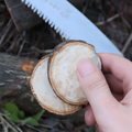 Close-up of a hand holding freshly cut wood slices with a 235mm 65Mn folding saw in the background, ideal for heavy-duty gardening tasks.