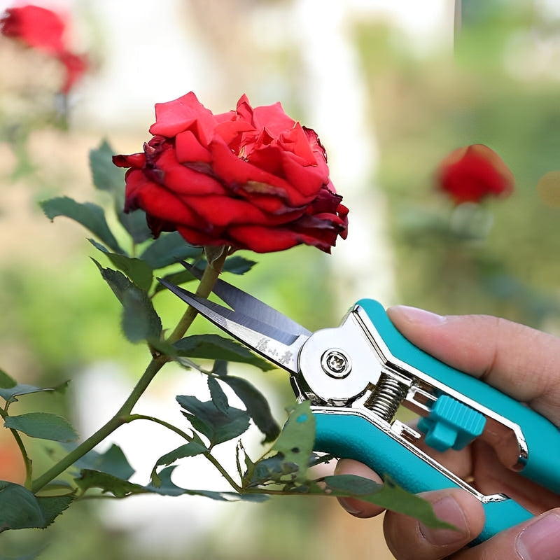 Pruning scissors trimming a red rose in a garden setting.